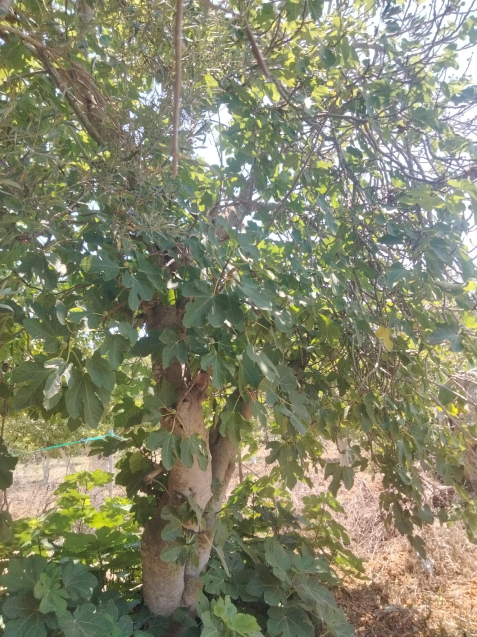 Dar Chaabane Elfehri Dar Chaabane Elfehri Vente Surfaces Senia verger de 700m2