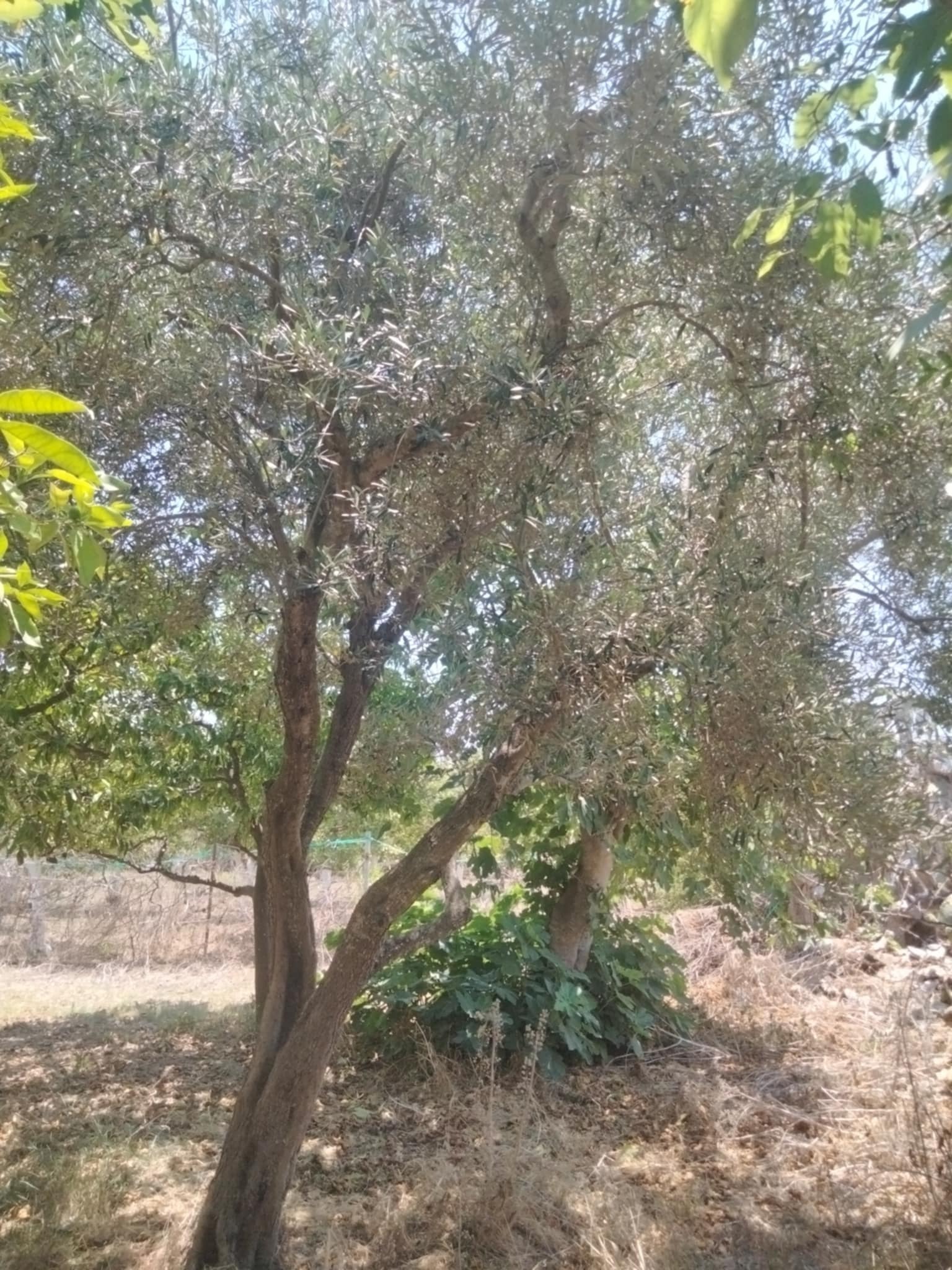 Dar Chaabane Elfehri Dar Chaabane Elfehri Vente Surfaces Senia verger de 700m2