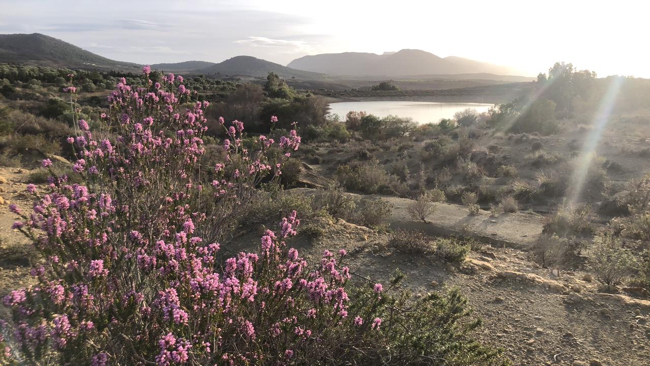 El Fahs Oued El Khadhra Terrain Terrain agricole Senia 1800 oliviers