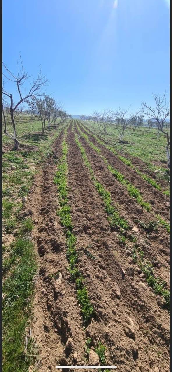 Tebourba El Ansarine Terrain Terrain agricole Occasion dinvestisement agricole
