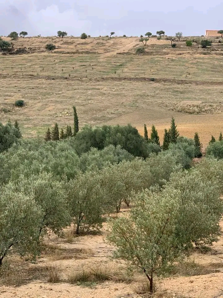 Bir Mcherga Bir Mcherga Terrain Terrain agricole Ferme 32 h avec 4800 olive