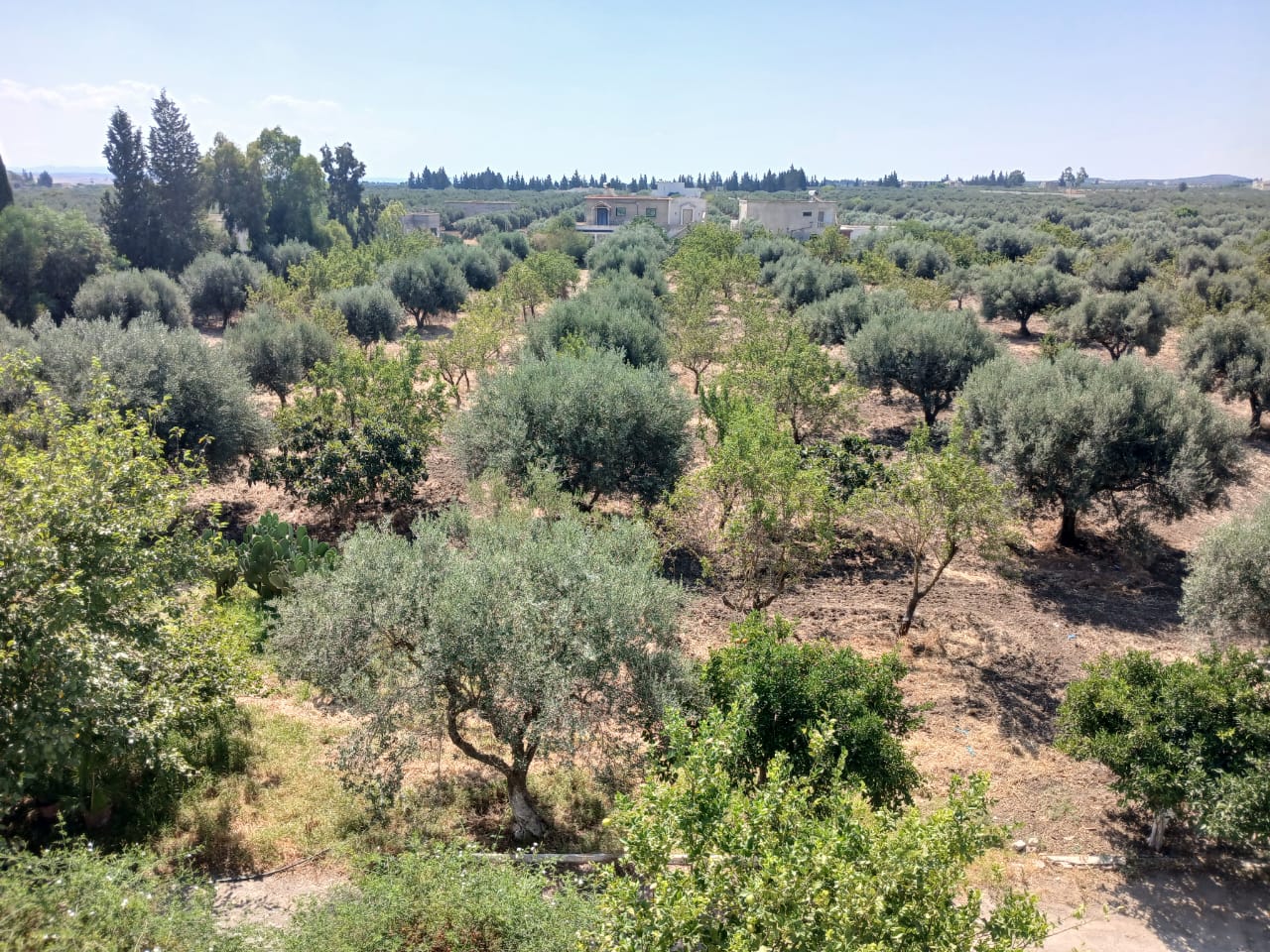 Zaghouan Zaghouan Terrain Terrain agricole Ferme  1 km du centre possible en maison d htes