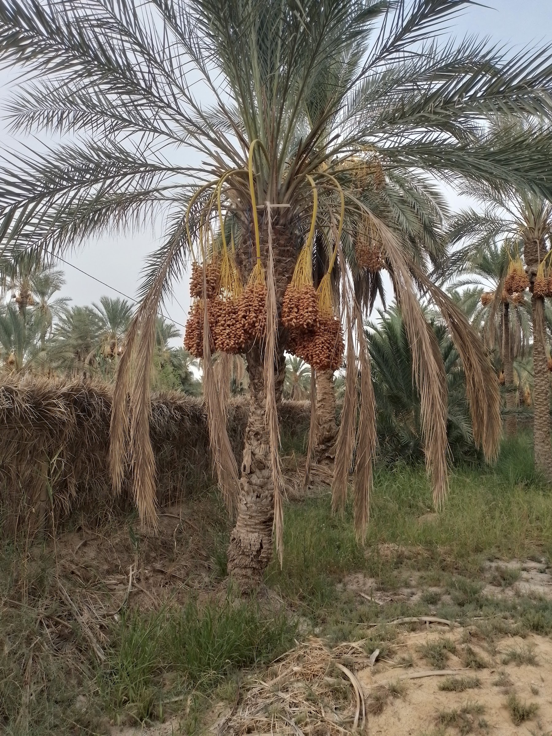 Tozeur Cite Tebebsa Terrain Terrain agricole Palmeraie  tozeur