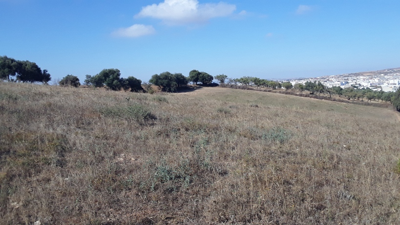 Mnihla Mnihla Terrain Terrain nu Terrains  el mnihla 600  1000 m2