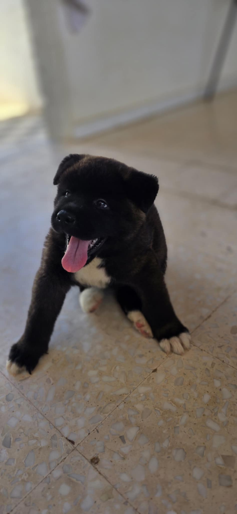 Ben Arous Ben Arous Chiens Autre Akita amricain
