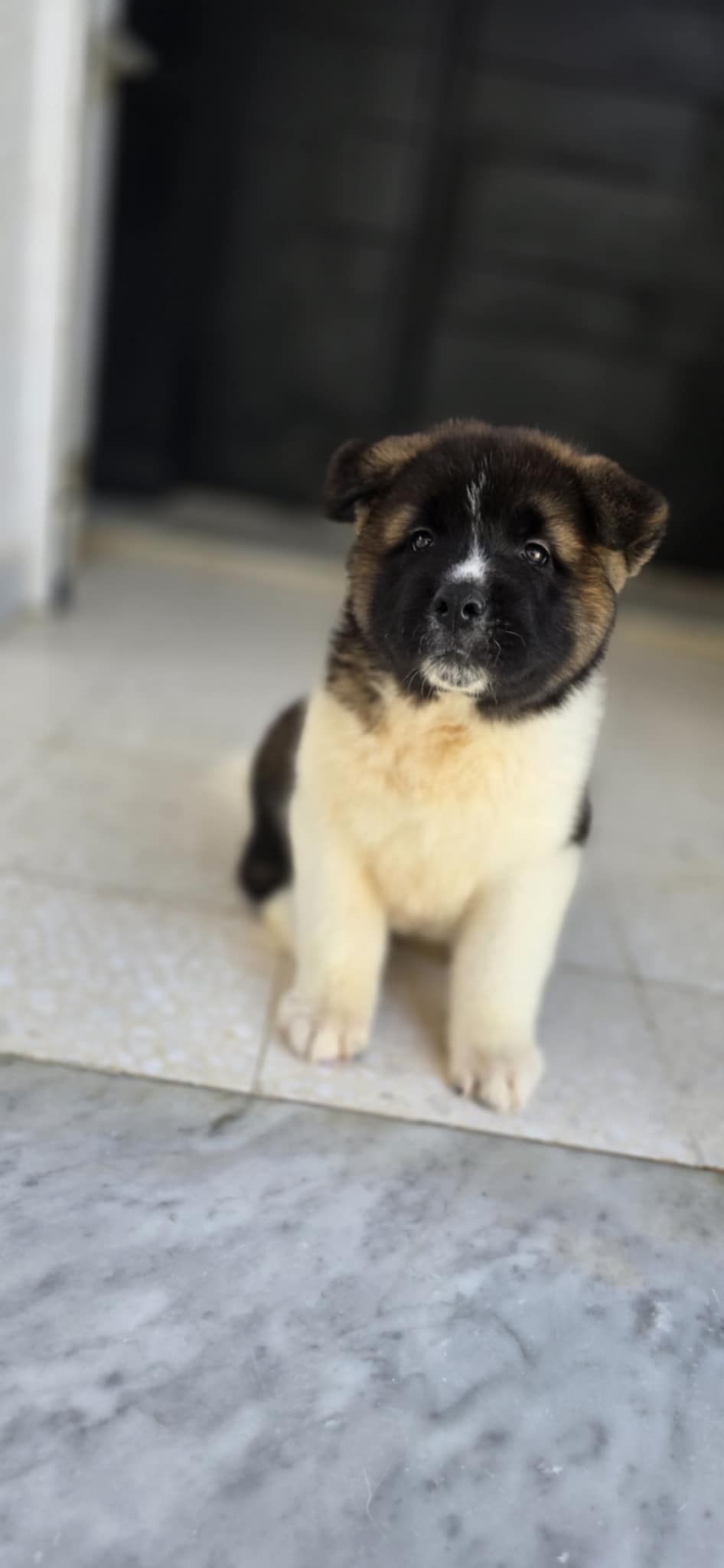 Ben Arous Ben Arous Chiens Autre Akita amricain