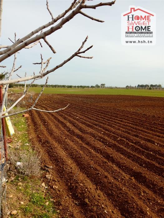 Borj El Amri Borj El Amri Terrain Terrain agricole Terrain agricole baraka  borj el amri
