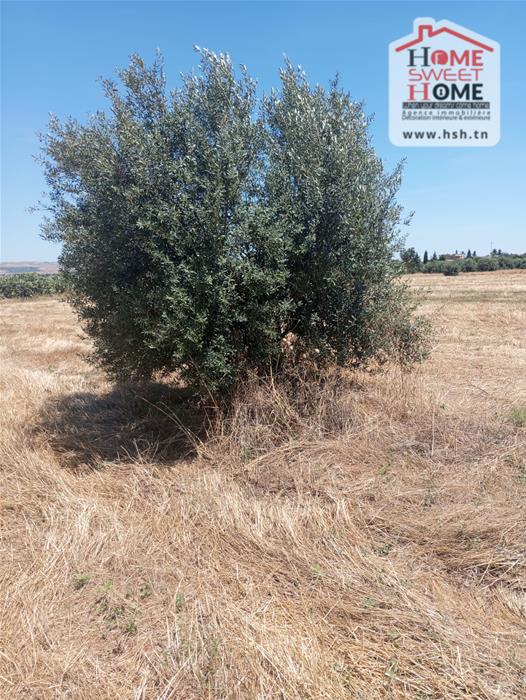 Beja Nord Beja Vente Surfaces Terrain agricole olivia  bja