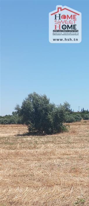 Beja Nord Beja Vente Surfaces Terrain agricole olivia  bja