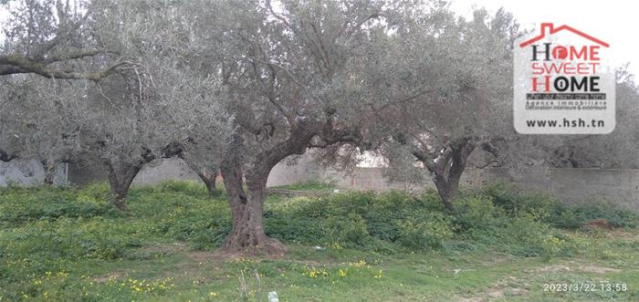 Kelibia Azmour Vente Surfaces Terrain agricole rimess   nabeul