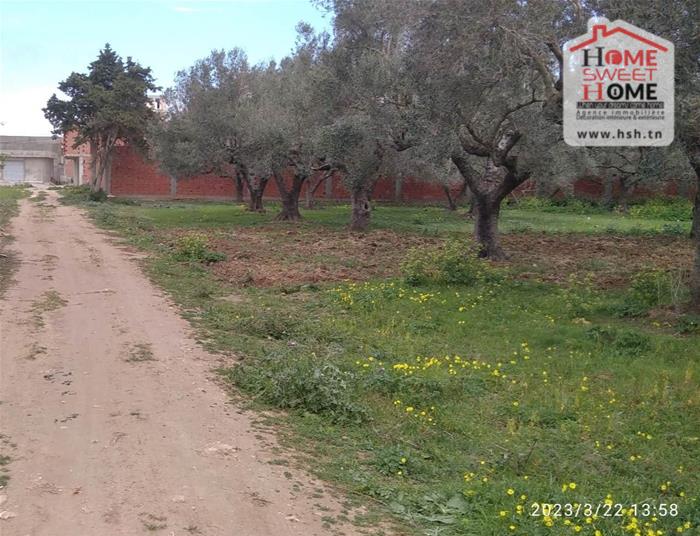 Kelibia Azmour Vente Surfaces Terrain agricole rimess   nabeul