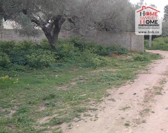 Kelibia Azmour Vente Surfaces Terrain agricole rimess   nabeul