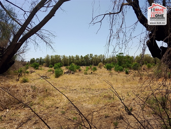 Menzel Bouzelfa Bedar Terrain Terrain agricole Terrain agricole sarand  menzel bouzalfa