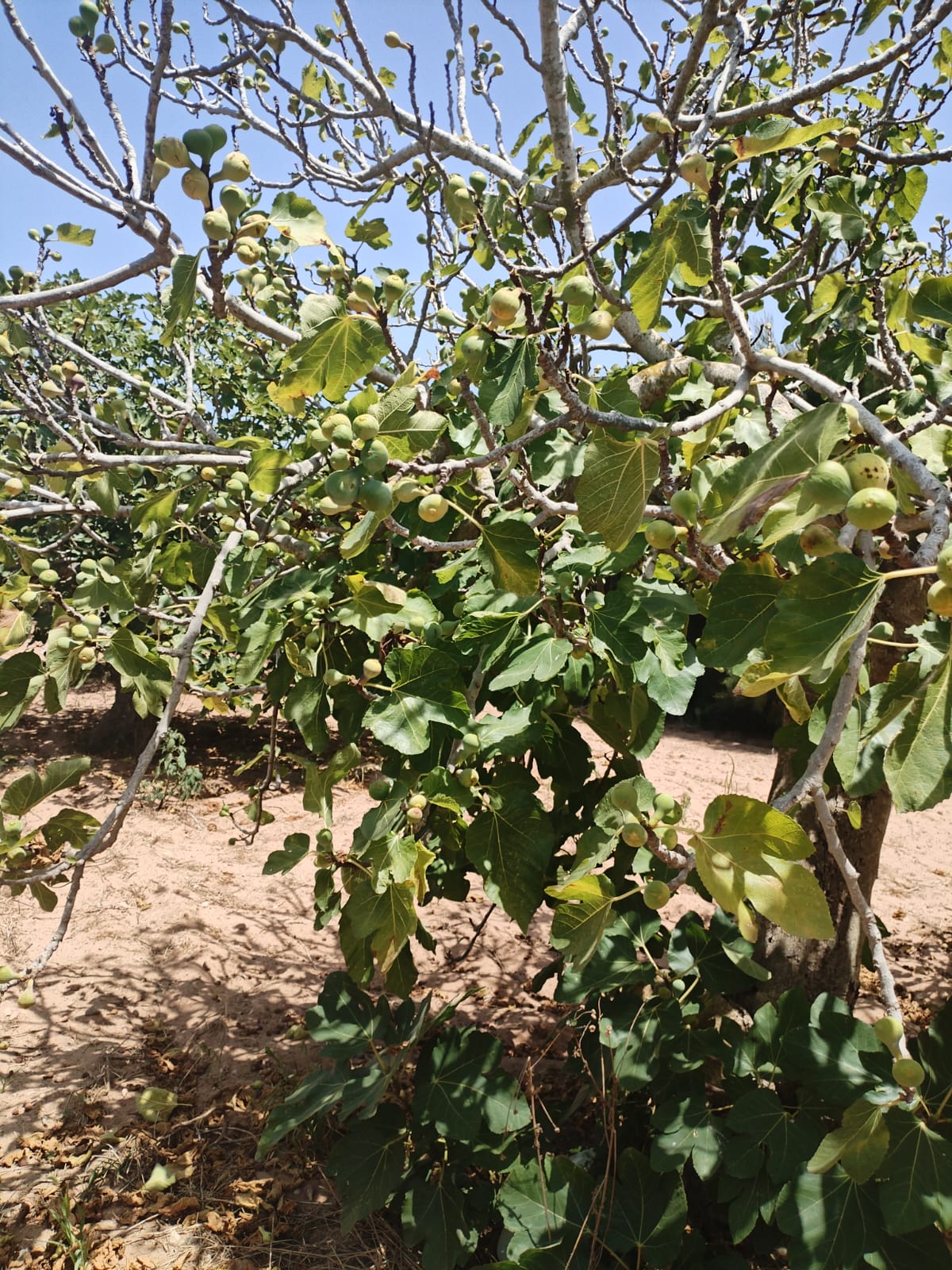 Beni Khiar Diar Ben Salem Terrain Terrain agricole Terrain agricole