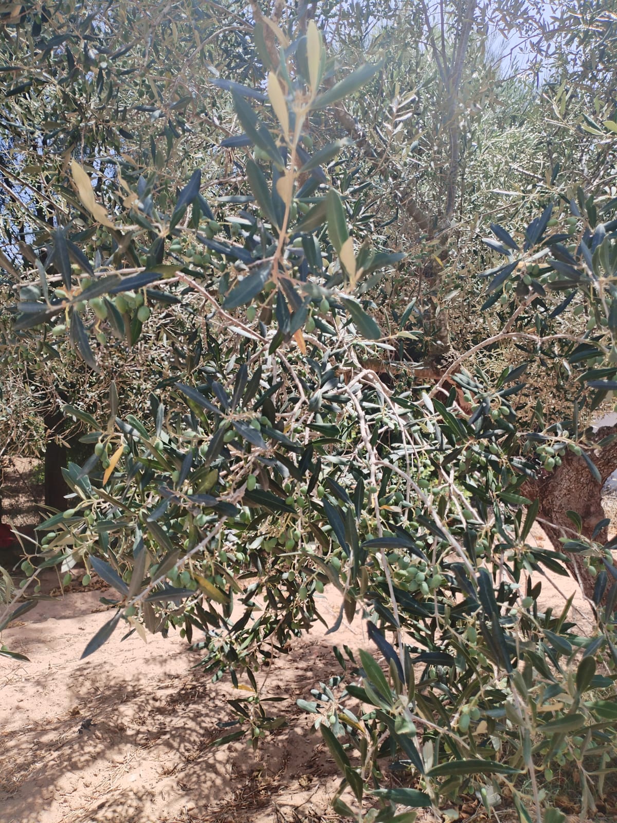 Beni Khiar Diar Ben Salem Terrain Terrain agricole Terrain agricole