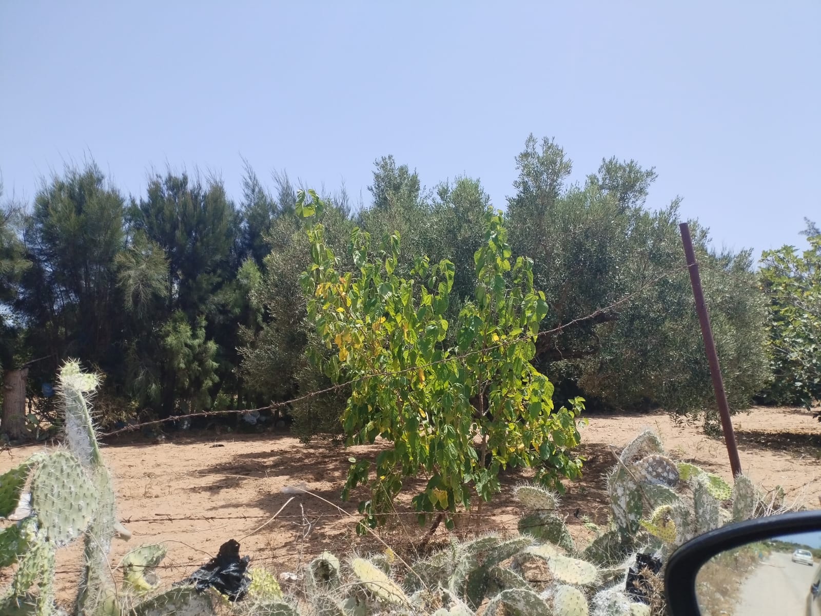 Beni Khiar Diar Ben Salem Terrain Terrain agricole Terrain agricole
