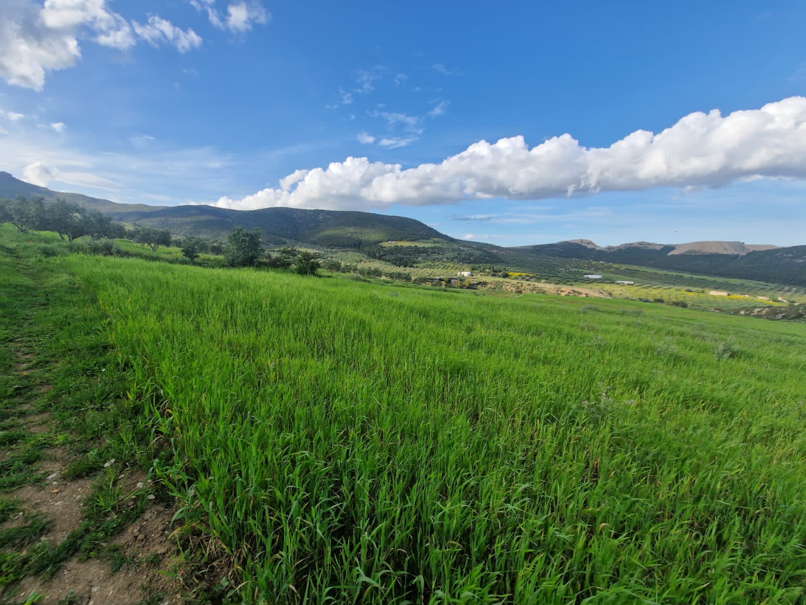 Grombalia Jebel Trif Terrain Terrain agricole Terrain agricole  grombalia