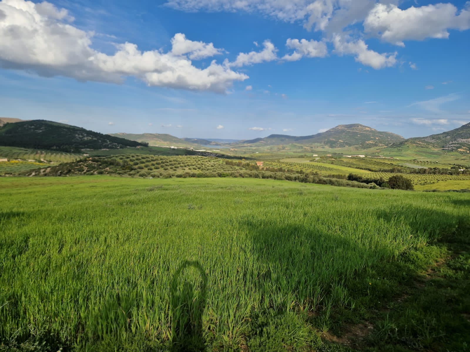 Grombalia Jebel Trif Terrain Terrain agricole Terrain agricole  grombalia