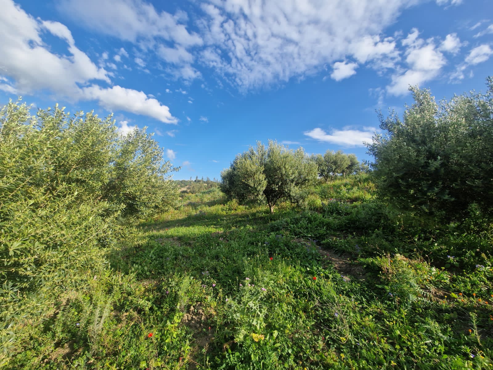 Grombalia Jebel Trif Terrain Terrain agricole Terrain agricole  grombalia