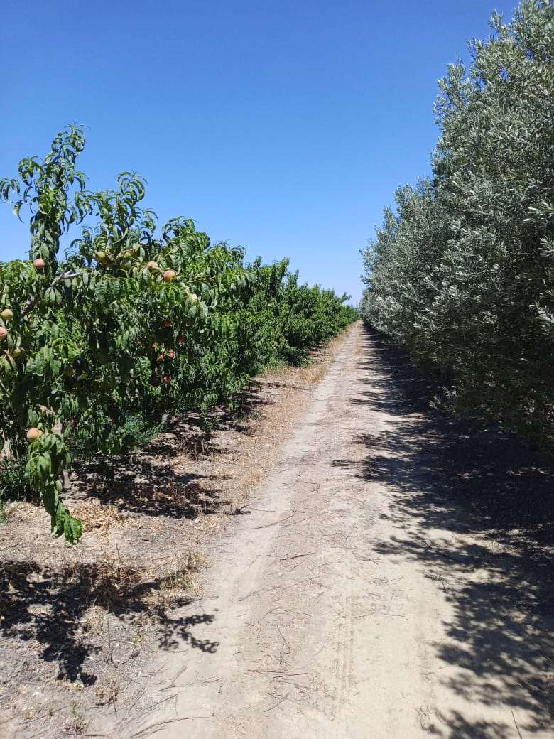 Zaghouan Zaghouan Terrain Terrain agricole 237 hectares a zaghouan