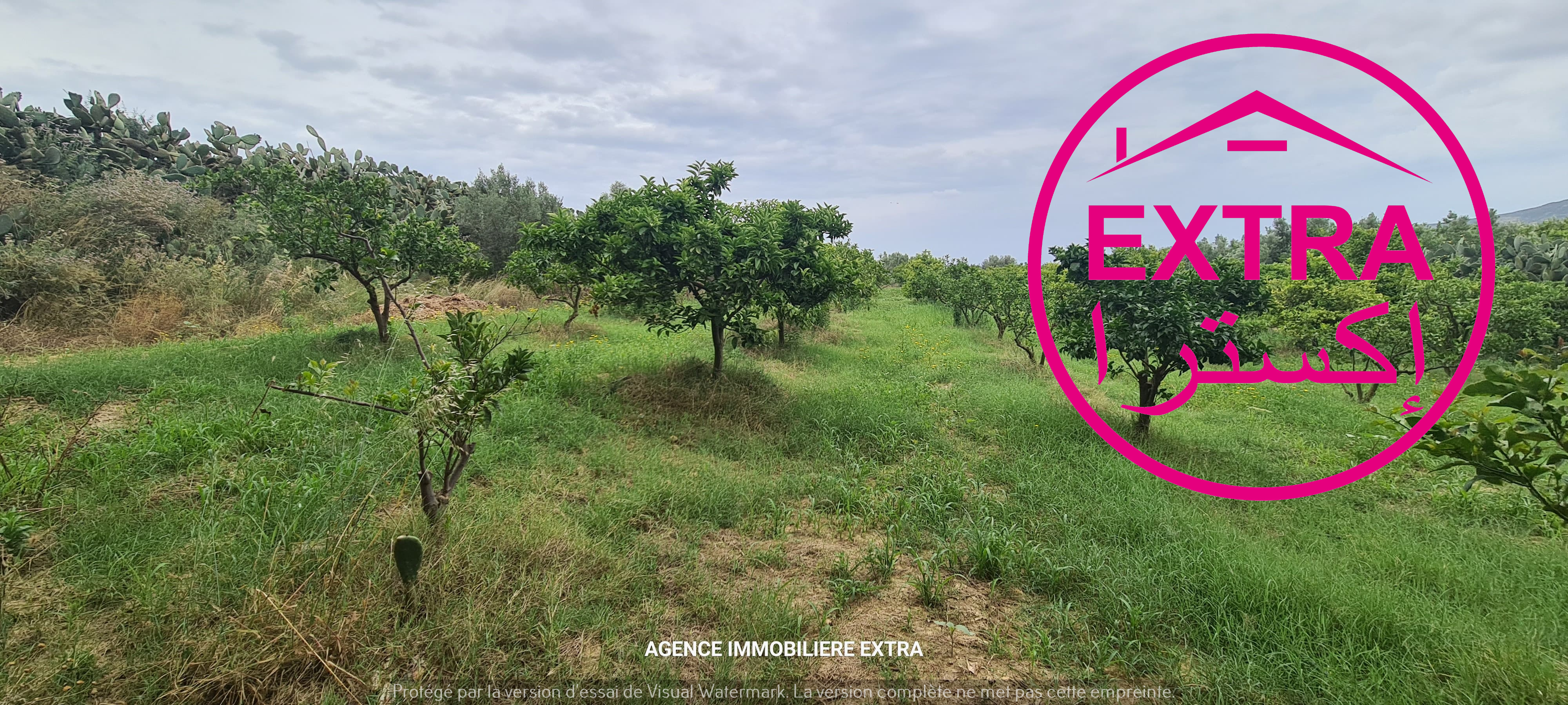 Nabeul Henchir El Haouaria Terrain Terrain agricole 87eme campagne  el hwaria de nabeul