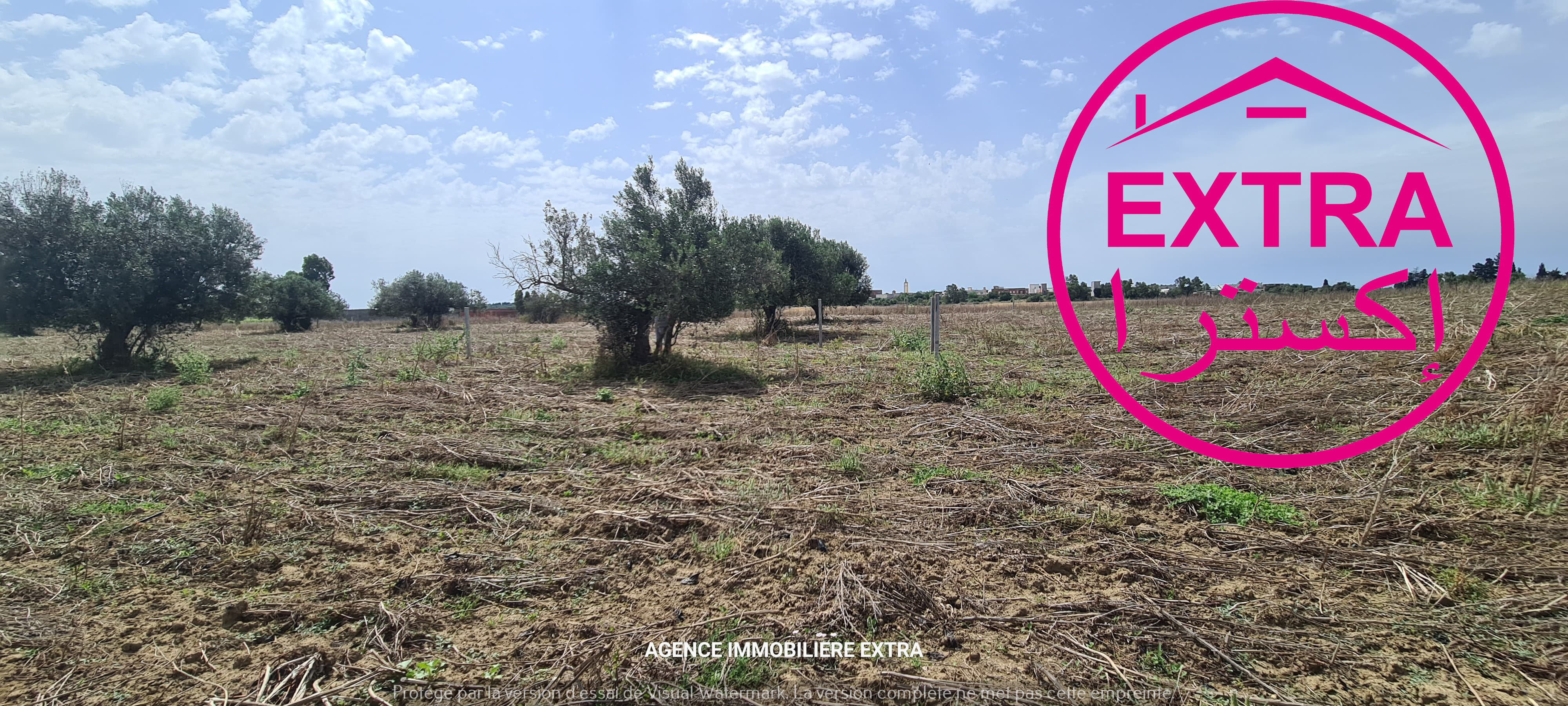 Bou Argoub El Machrouha Terrain Terrain agricole 3eme campagne  el machrouha bou argoub