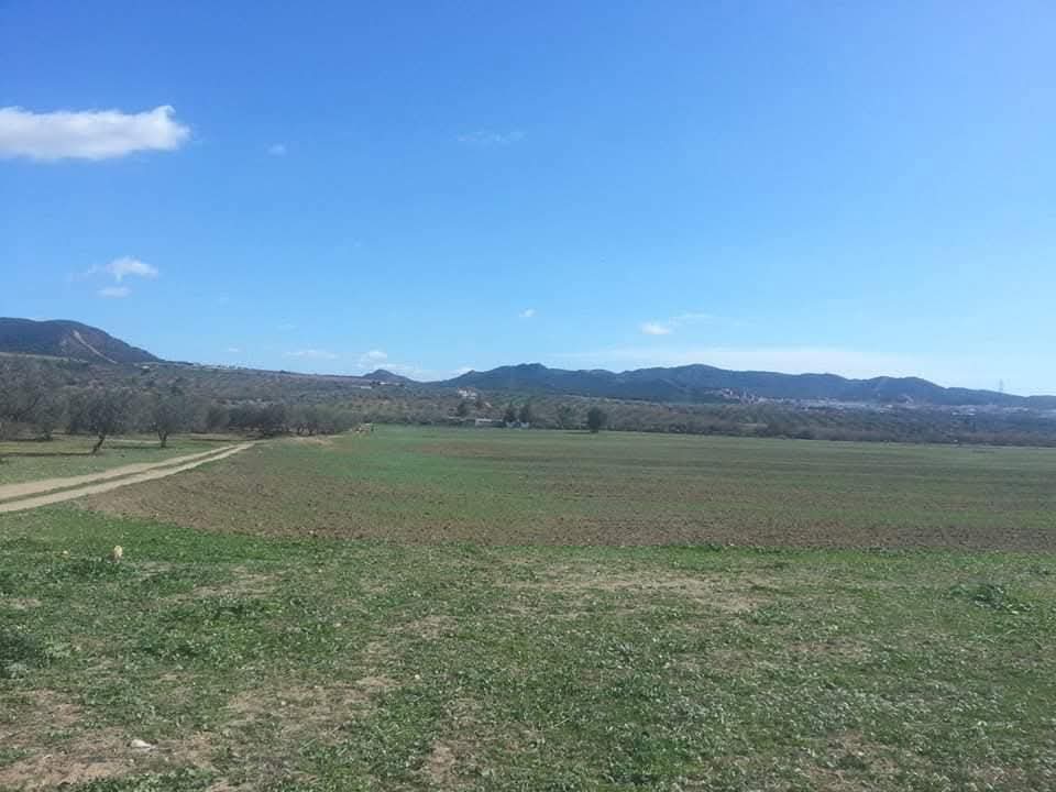 Hammamet Sidi Jedidi Terrain Terrain agricole Terrain hammem bent jdidi