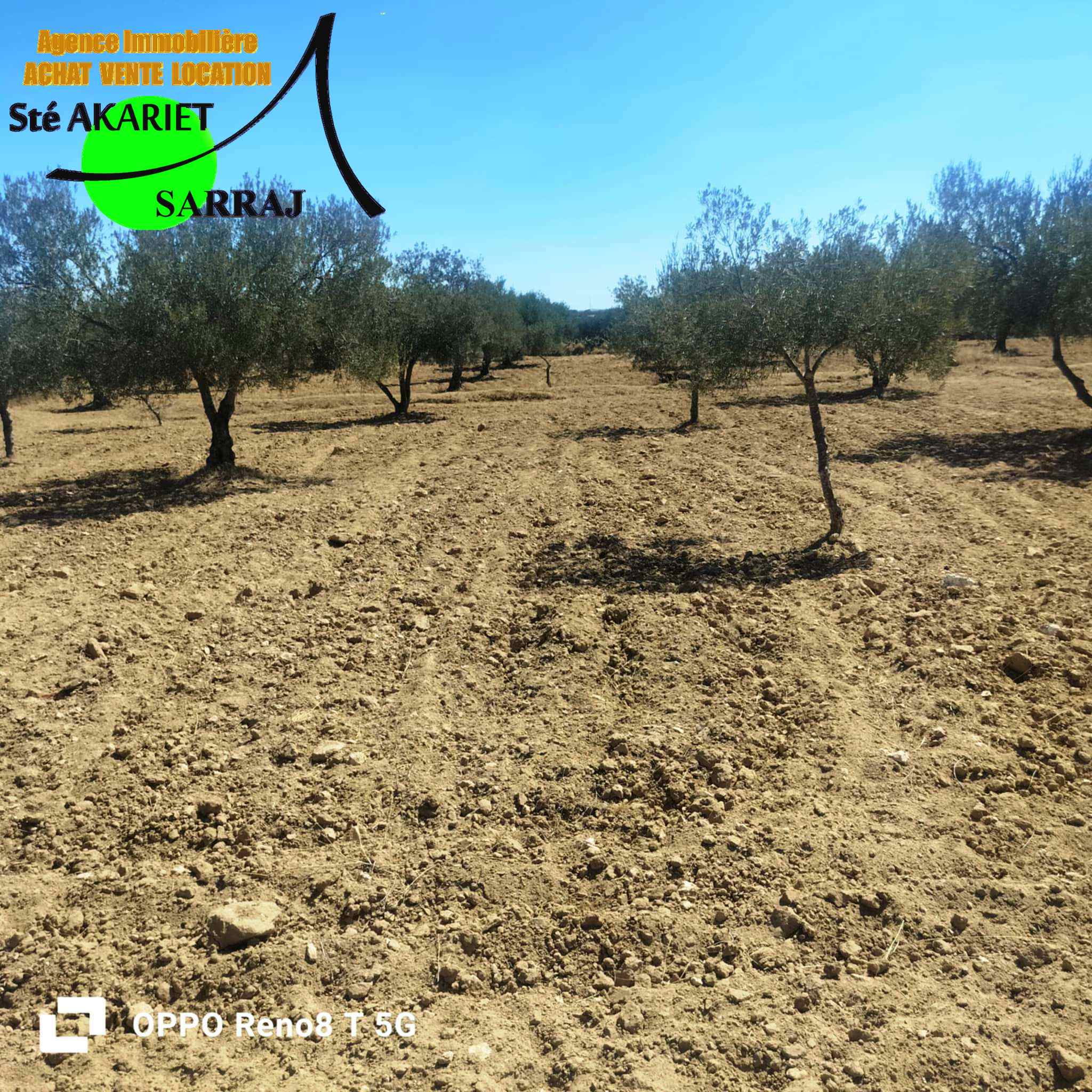Kalaa Essghira Kalaa Essghira Terrain Terrain agricole Senia 1hectare et 6000m  kalaa seghira