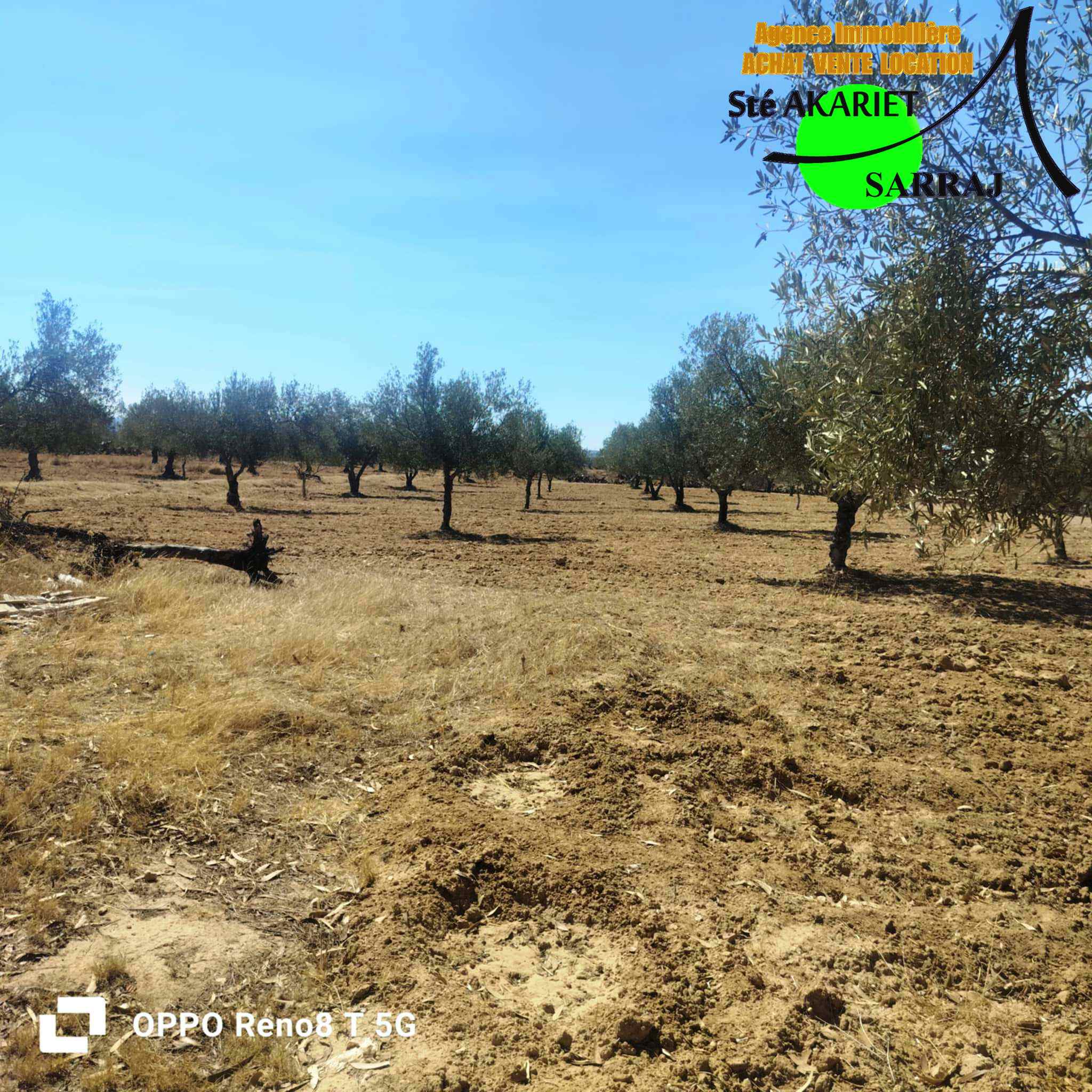 Kalaa Essghira Kalaa Essghira Terrain Terrain agricole Senia 1hectare et 6000m  kalaa seghira