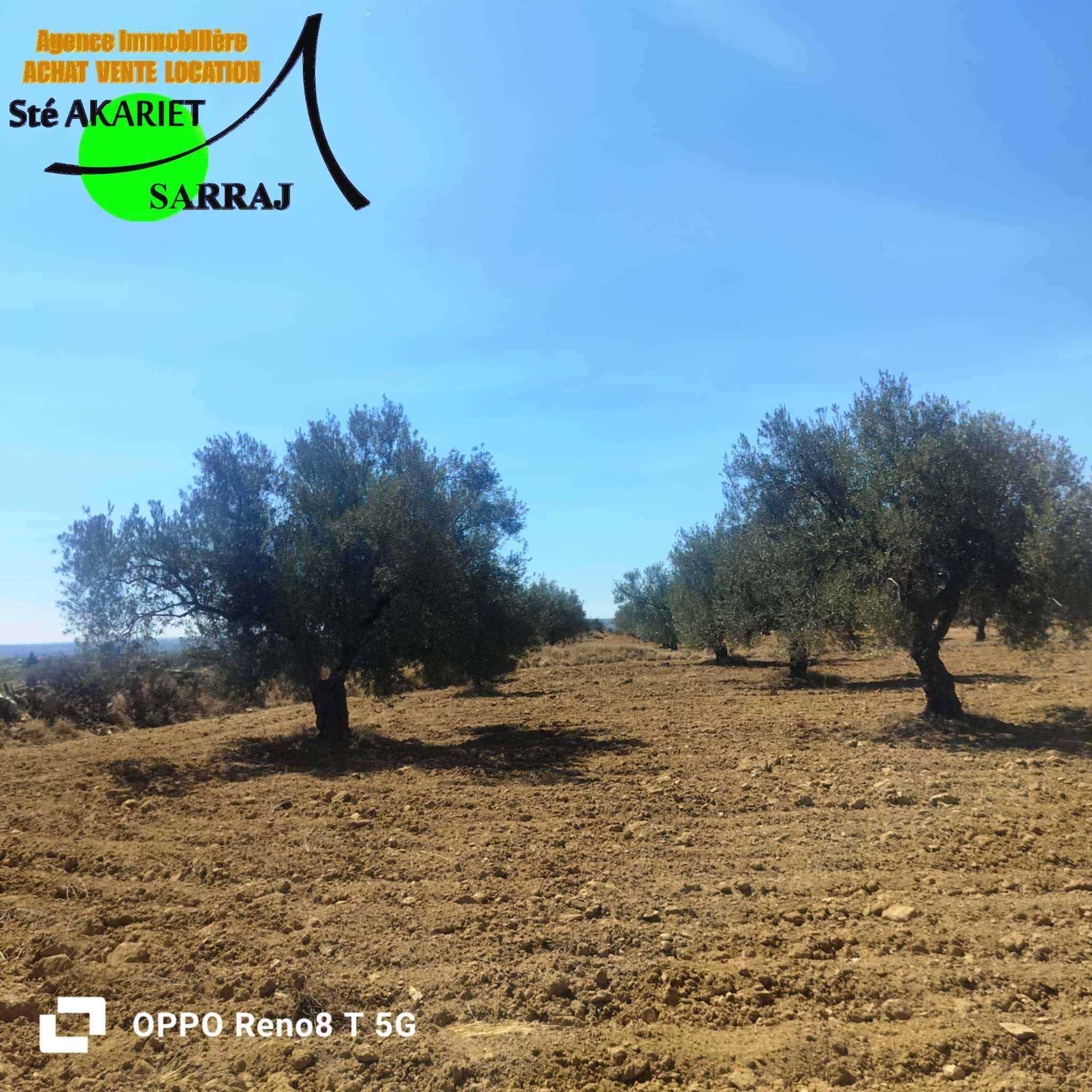 Kalaa Essghira Kalaa Essghira Terrain Terrain agricole Senia 1hectare et 6000m  kalaa seghira