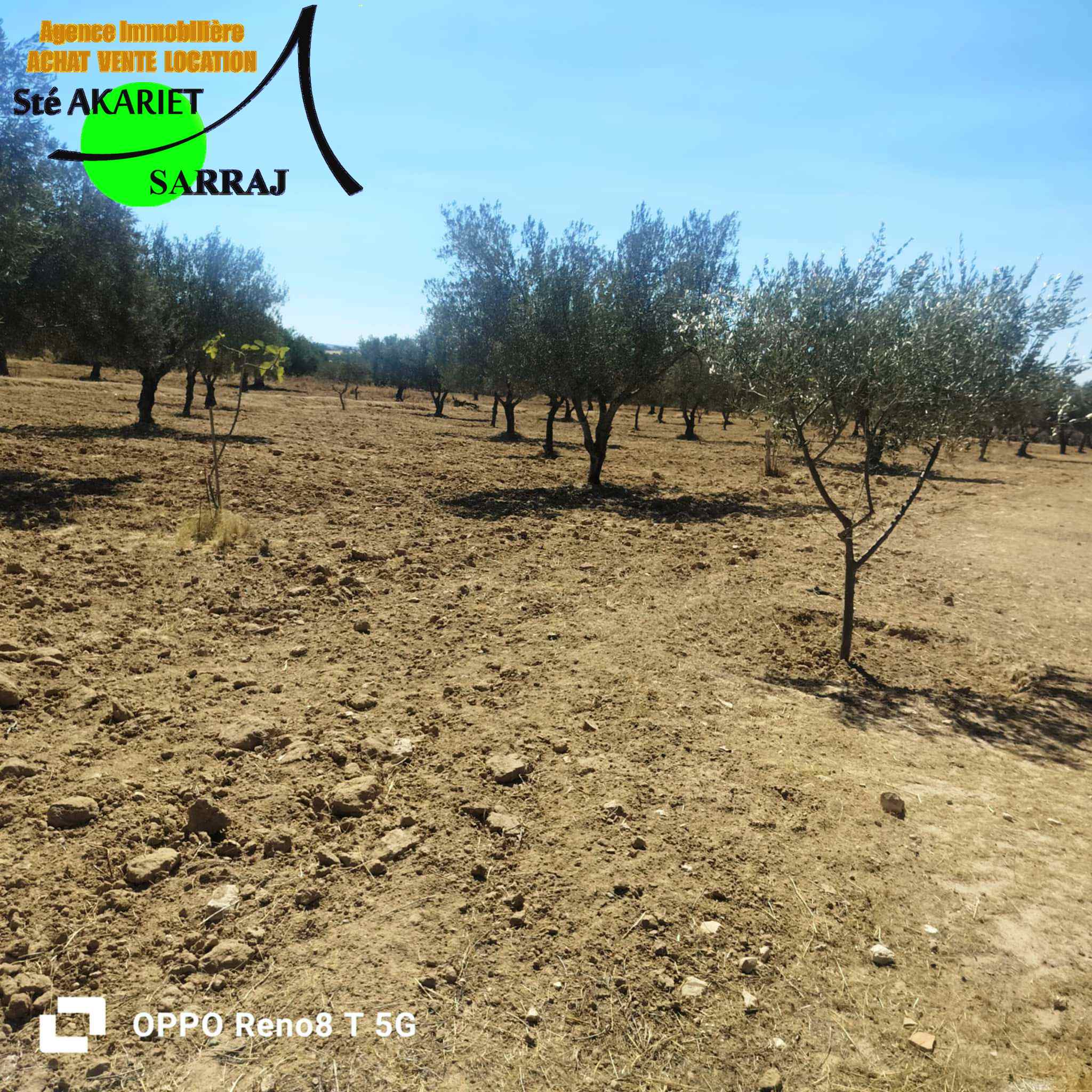 Kalaa Essghira Kalaa Essghira Terrain Terrain agricole Senia 1hectare et 6000m  kalaa seghira