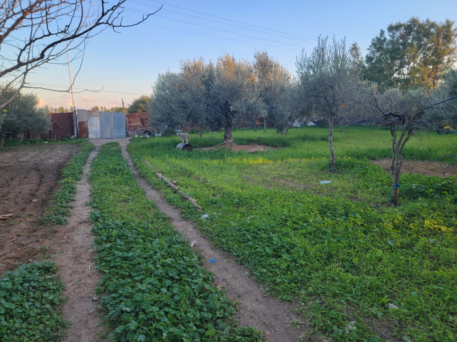 Korba Tazarka Terrain Terrain agricole Terrain agricole