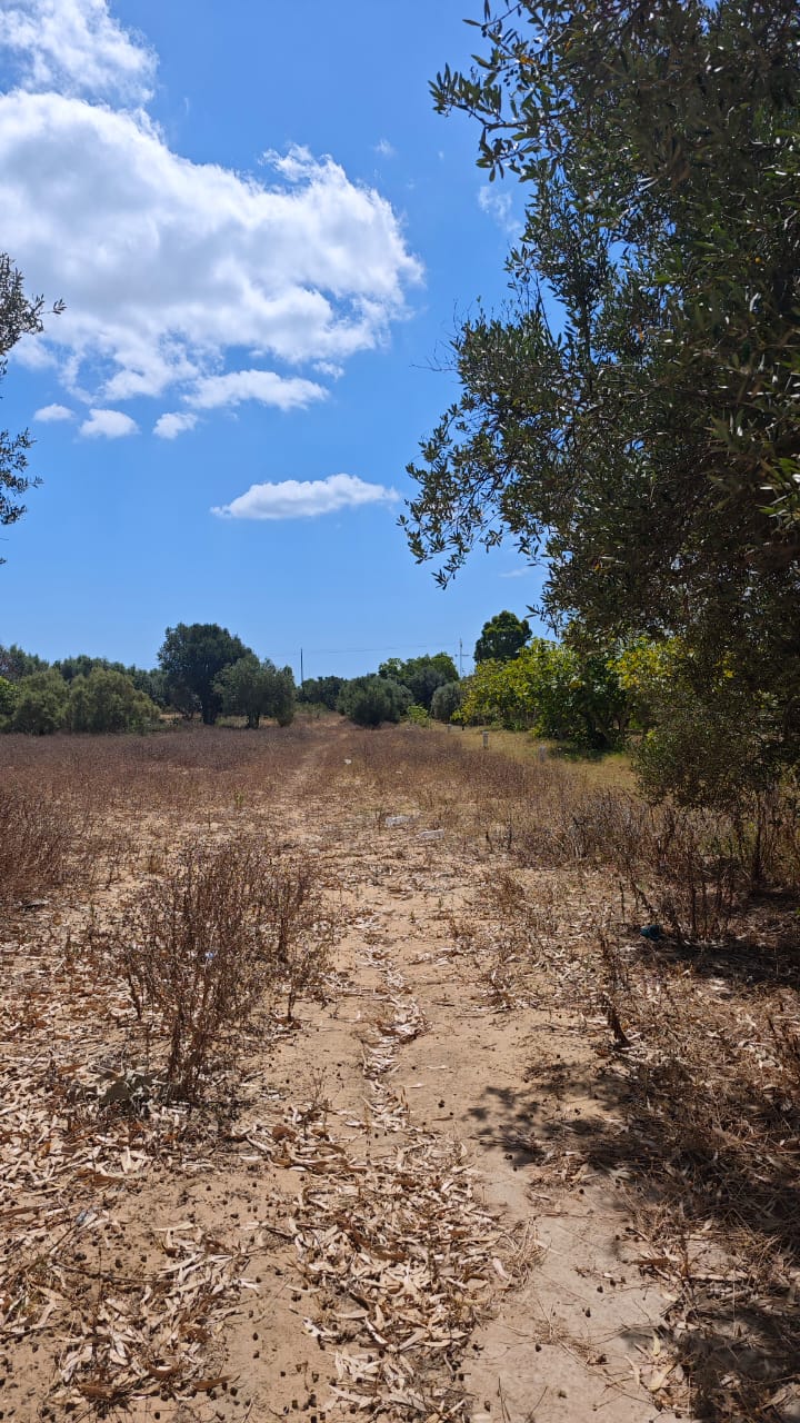 Kelibia Kelibia Terrain Terrain nu Terrain idalement situ pour un investissement