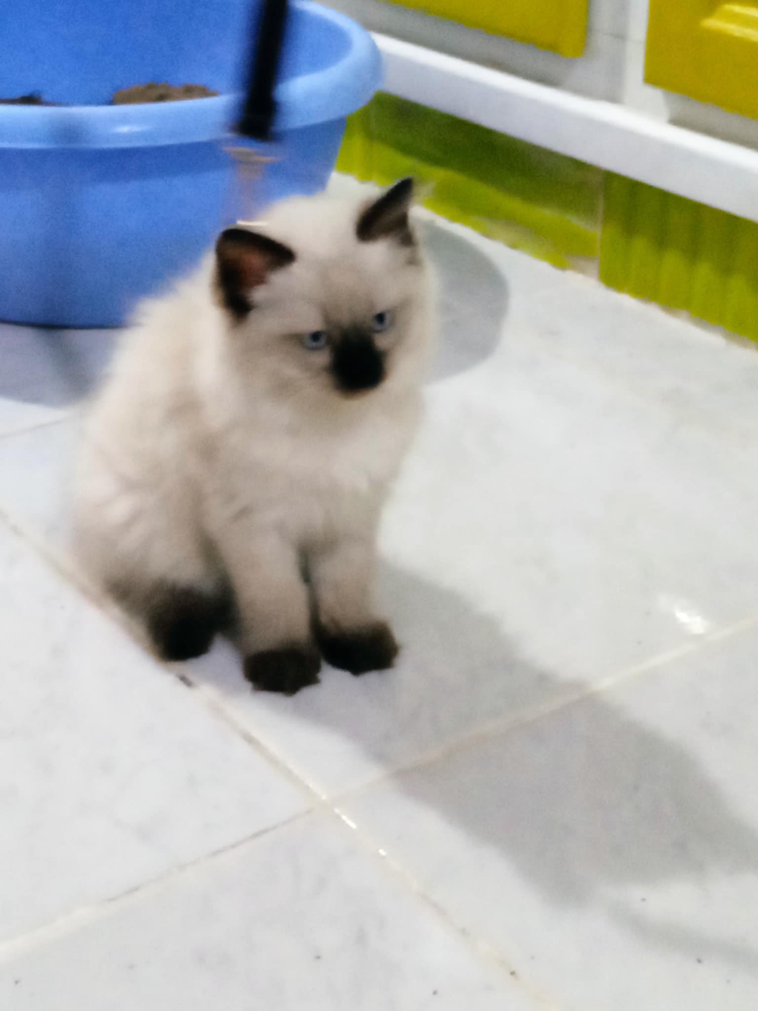 Rades Rades Plage Chats Autre Jolie ragdoll