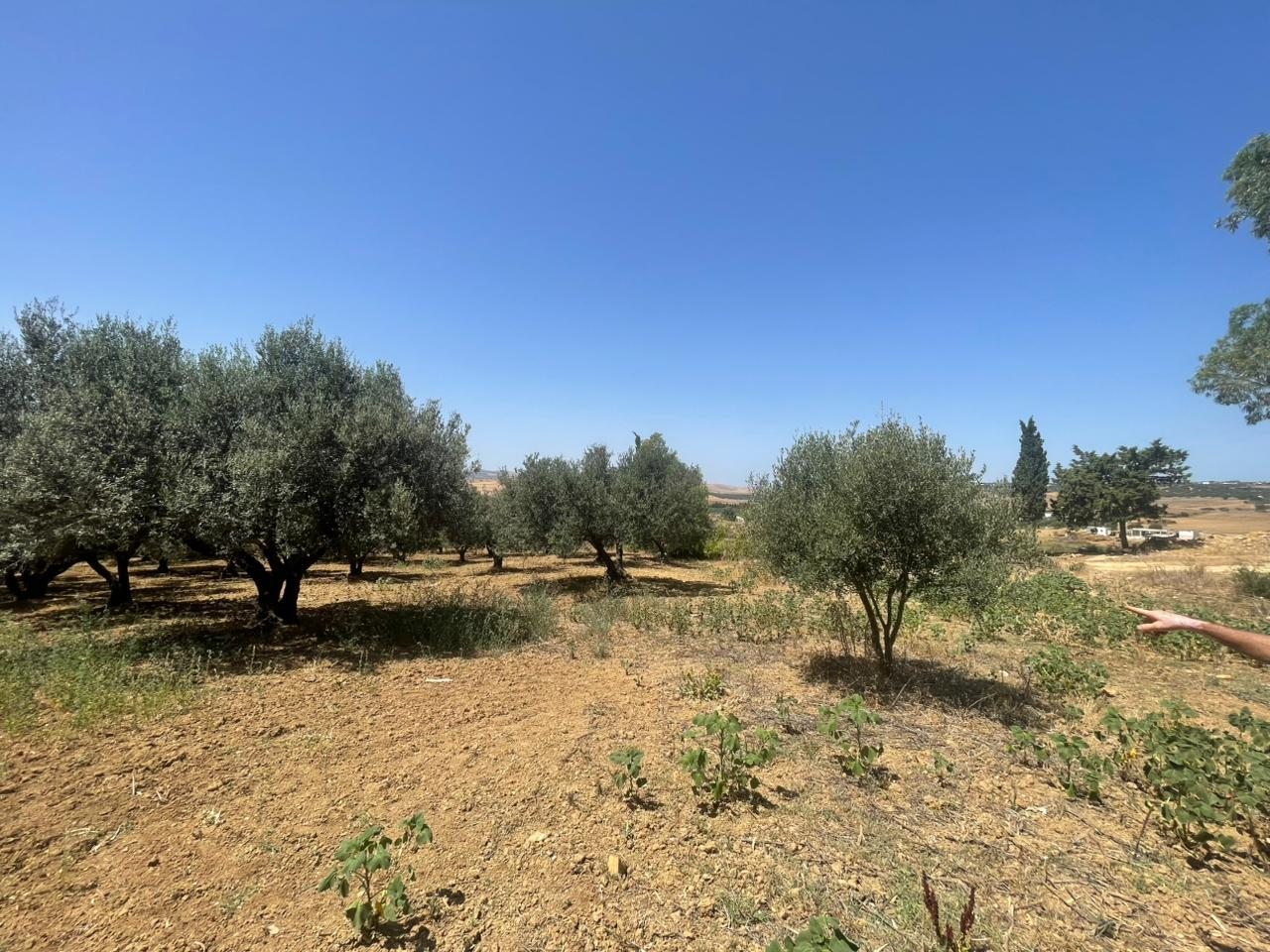 Utique El Fejja Terrain Terrain agricole Terrain agricole ou idal projet maison dhtes
