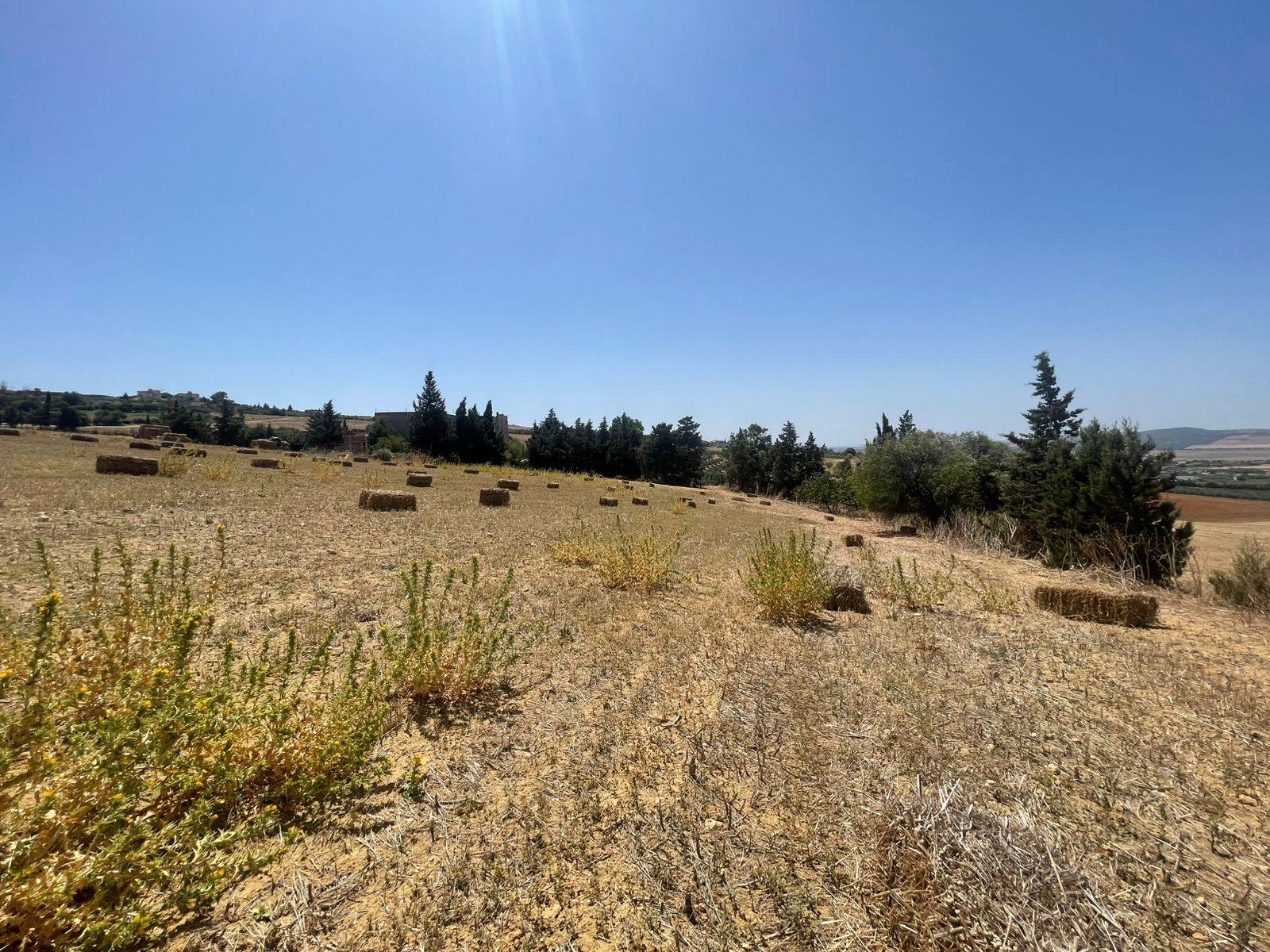 Utique El Fejja Terrain Terrain agricole Terrain agricole ou idal projet maison dhtes