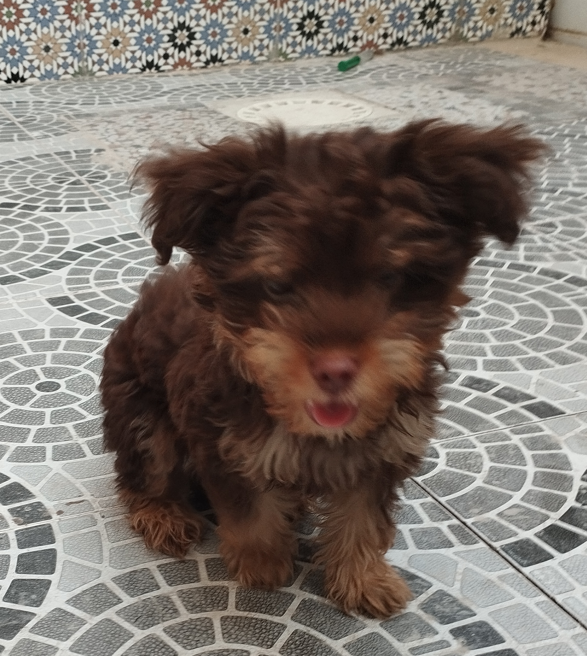 Nouvelle Medina Nouvelle Medina Chiens Autre Chien de race bichon