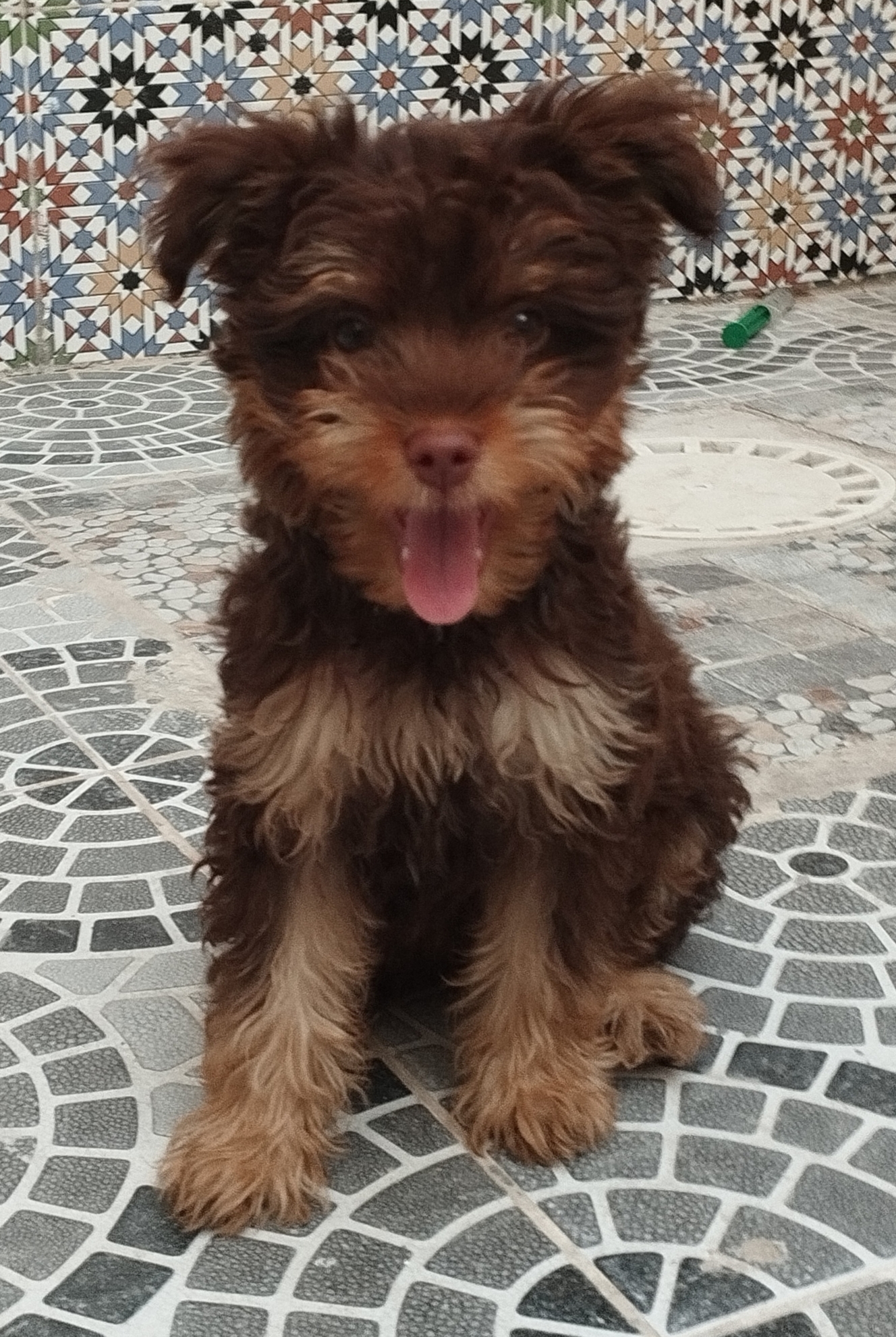 Nouvelle Medina Nouvelle Medina Chiens Autre Chien de race bichon