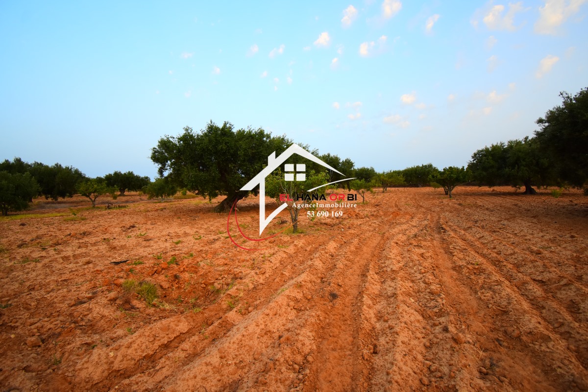 Mahdia Mahdia Terrain Terrain agricole Terrain agricole   bekalta