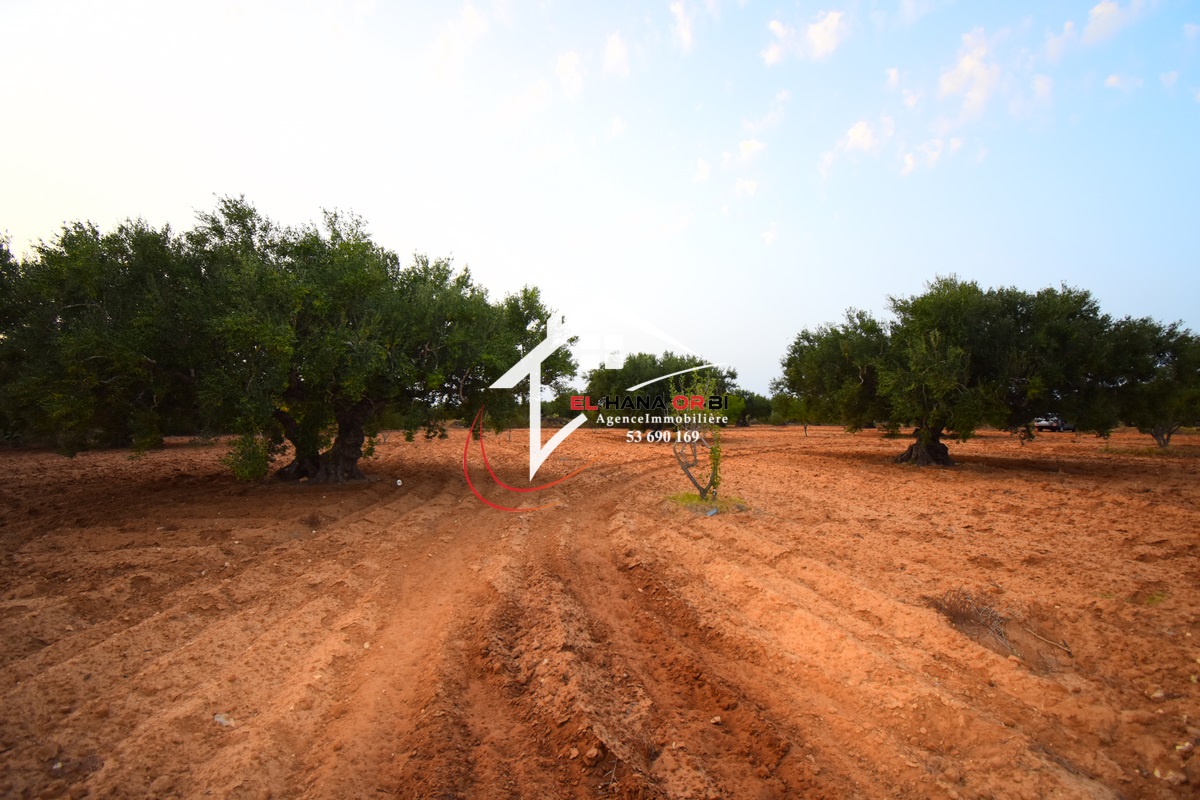 Mahdia Mahdia Terrain Terrain agricole Terrain agricole   bekalta