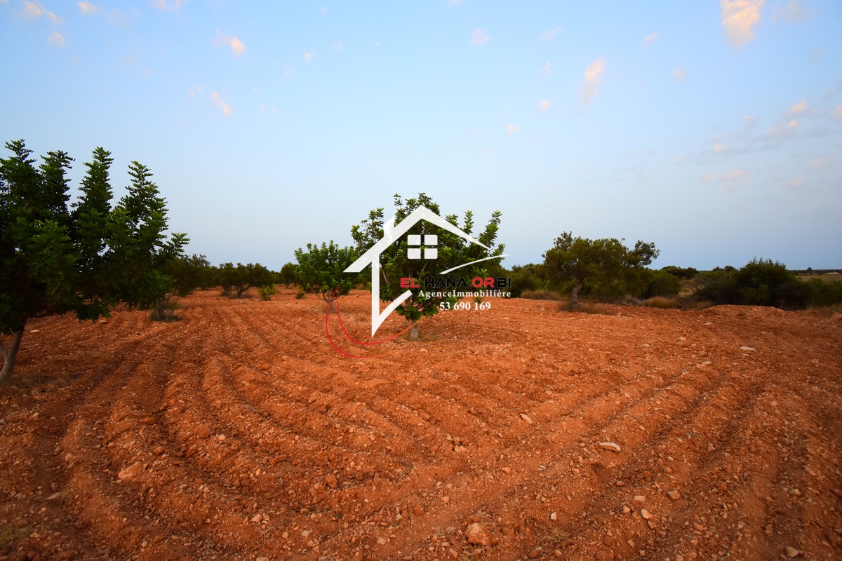 Mahdia Mahdia Terrain Terrain agricole Terrain agricole   bekalta