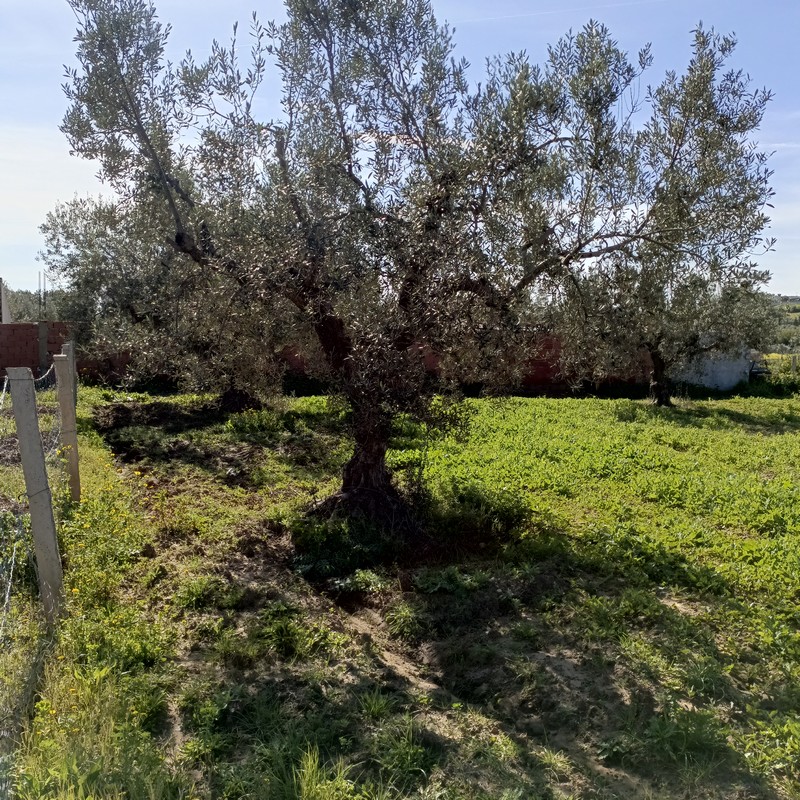 Hammamet Hammamet Terrain Terrain agricole Av terrain 1680m  hammamet sud monchar