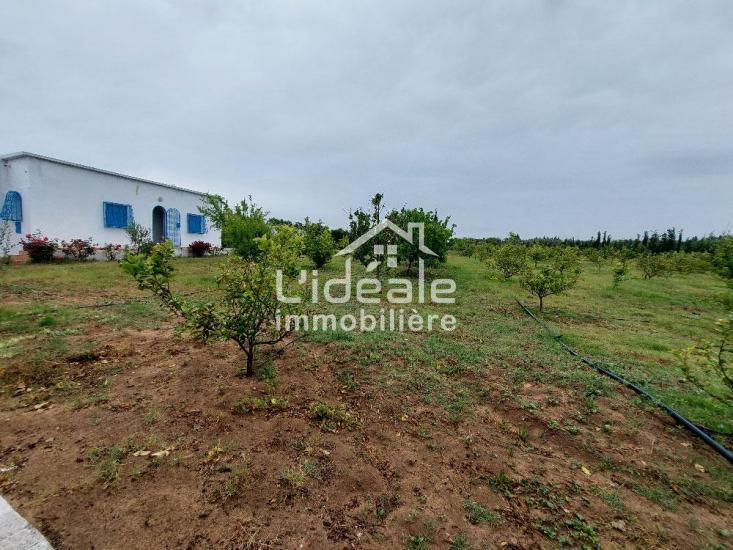 Hammamet Hammamet Terrain Terrain agricole Un beau verger  10 km de hammamet
