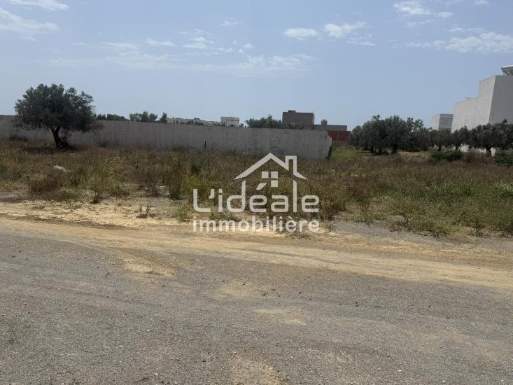 Hammamet Hammamet Terrain Terrain nu Terrain alpha 1  hammamet nord