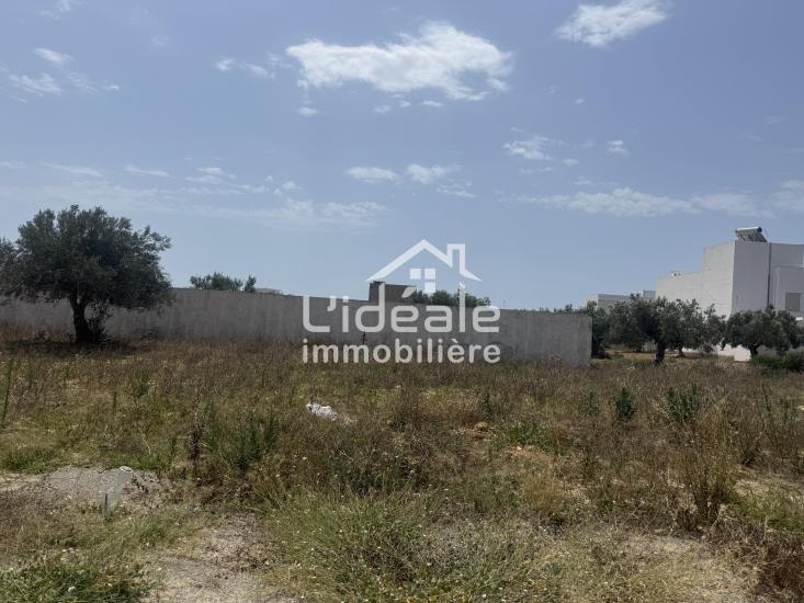 Hammamet Hammamet Terrain Terrain nu Terrain alpha 2  hammamet nord