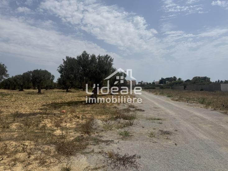 Hammamet Hammamet Terrain Terrain nu Terrain alpha 2  hammamet nord