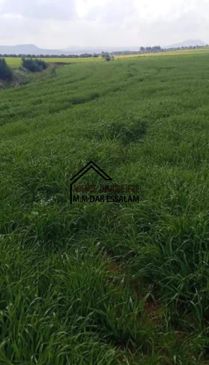 Kelibia Abene Terrain Terrain agricole Terrain agricole offre spcial
