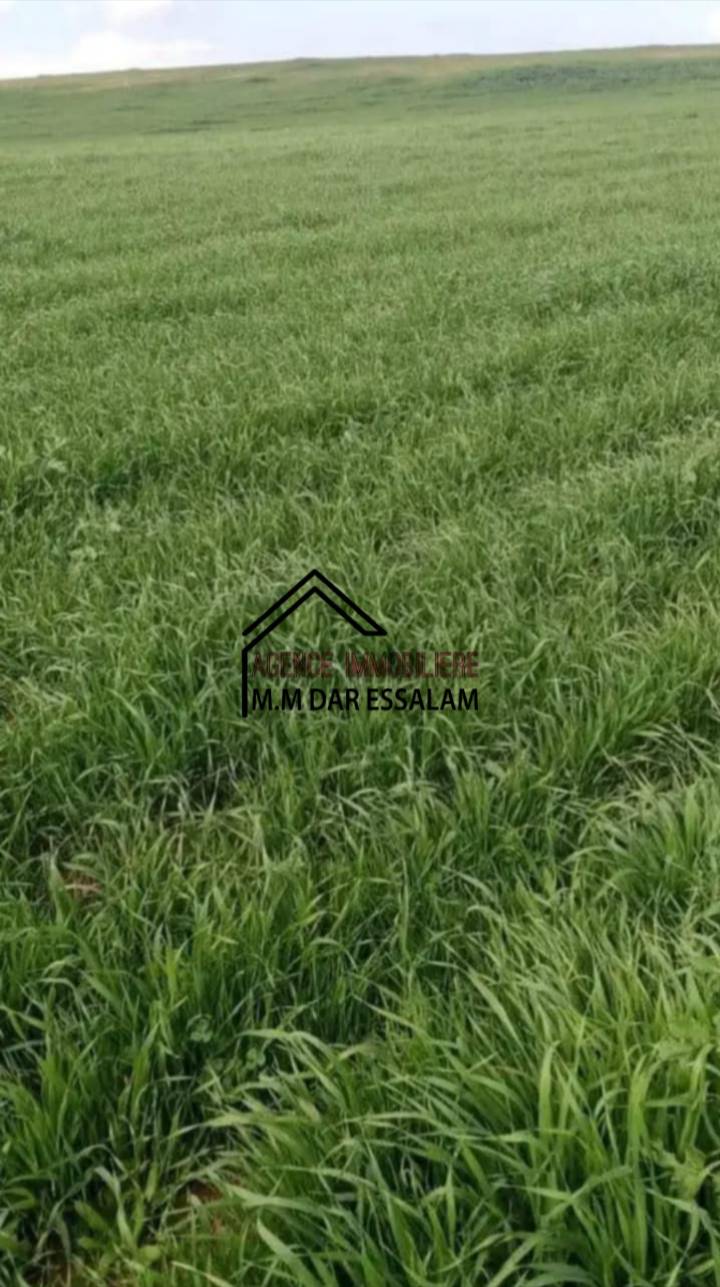 Kelibia Abene Terrain Terrain agricole Terrain agricole offre spcial