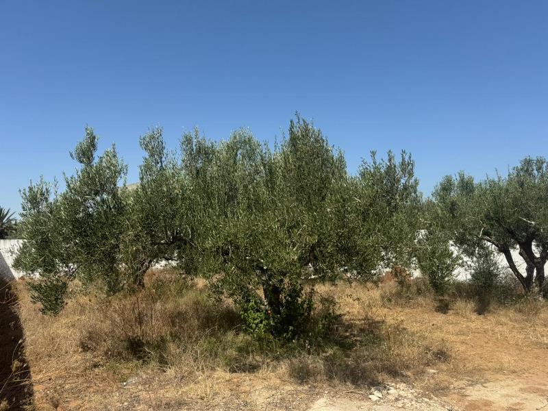 Hammamet Bir Bouregba Terrain Terrain agricole Terrain verdon ref t2023
