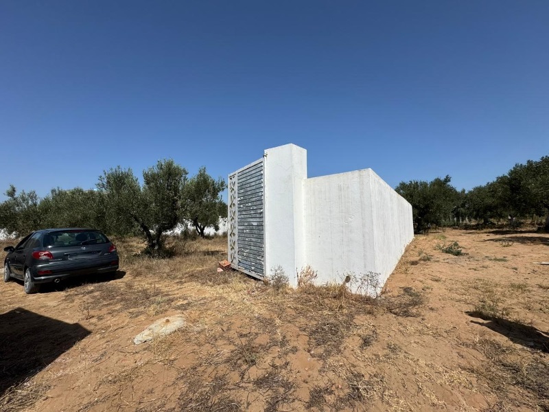 Hammamet Bir Bouregba Terrain Terrain agricole Terrain verdon ref t2023